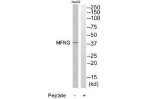 Western blot analysis of extracts from HepG2 cells, using MFNG antibody. (Manic Fringe 抗体)
