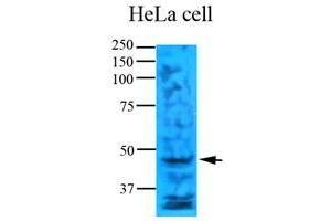 Cell lysates of HeLa (35 ug) were resolved by SDS-PAGE, transferred to nitrocellulose membrane and probed with anti-human TYMS (1:1000). (TYMS 抗体  (AA 1-313))