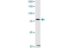PANK4 MaxPab rabbit polyclonal antibody. (PANK4 抗体  (AA 1-773))