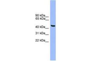 Image no. 1 for anti-General Transcription Factor IIA, 1-Like (GTF2A1L) (AA 351-400) antibody (ABIN6746377) (GTF2A1L 抗体  (AA 351-400))
