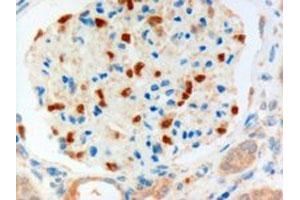 FOXC1 polyclonal antibody (Cat # PAB6425, 3 ug/mL) staining of paraffin embedded human kidney. (FOXC1 抗体  (C-Term))
