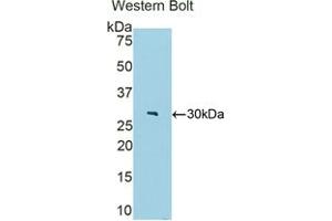 Detection of Recombinant FBLN4, Mouse using Polyclonal Antibody to Fibulin 4 (FBLN4) (FBLN4 抗体  (AA 182-431))