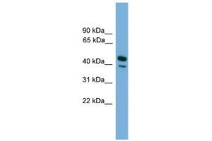 WB Suggested Anti-CD209 Antibody Titration:  0. (DC-SIGN/CD209 抗体  (N-Term))