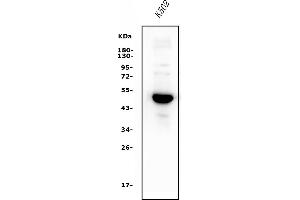 Western blot analysis of GATA1 using anti-GATA1 antibody (ABIN7599075).
