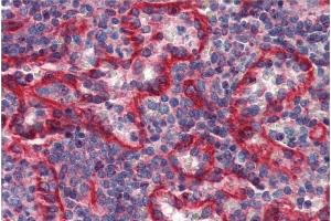 Immunohistochemistry staining of human spleen (paraffin sections) with anti-HLA-E (clone MEM-E/07). (HLA-E 抗体)