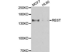 Western blot analysis of extracts of MCF7 and HL60 cell lines, using REST antibody. (REST 抗体)