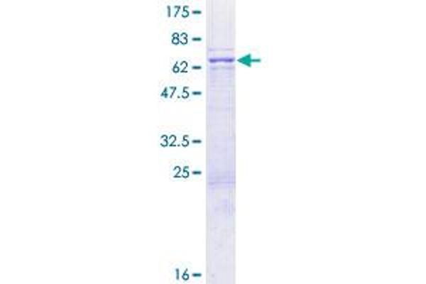 BZW1 Protein (AA 1-353) (GST tag)