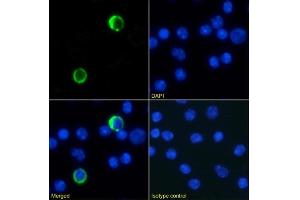 Immunofluorescence staining of mouse splenocytes using anti-Ly6G/Ly6C antibody RB6-8C5. (Recombinant LY6C + LY6G 抗体)