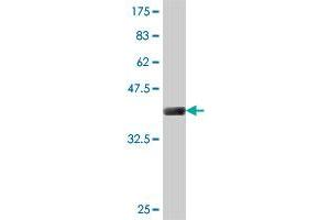 Western Blot detection against Immunogen (38. (CNDP2 抗体  (AA 191-300))