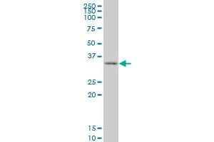 SIX3 monoclonal antibody (M10), clone 4H6 Western Blot analysis of SIX3 expression in 293 . (SIX3 抗体  (AA 273-332))