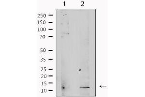 Western blot analysis of extracts from rat brain, using TGFB3 Antibody.