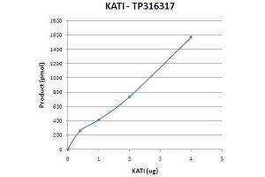 Activity Assay (AcA) image for Cysteine-S-conjugate beta-Lyase (CCBL1) (Transcript Variant 1) (Active) protein (Myc-DYKDDDDK Tag) (ABIN2713271)