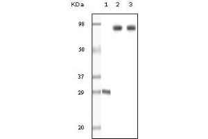 Western Blotting (WB) image for anti-zeta-Chain (TCR) Associated Protein Kinase 70kDa (ZAP70) (truncated) antibody (ABIN2464121) (ZAP70 抗体  (truncated))