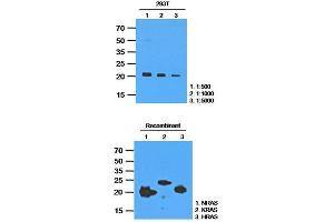 Western Blotting (WB) image for anti-GTPase NRas (NRAS) antibody (ABIN781533) (GTPase NRas 抗体)