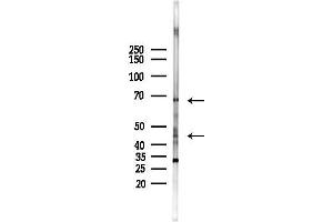 anti-Neuregulin 1 (NRG1) (N-Term) antibody