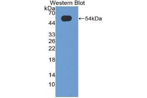 Western Blotting (WB) image for anti-Oncostatin M (OSM) (AA 26-220) antibody (ABIN3209305) (Oncostatin M 抗体  (AA 26-220))