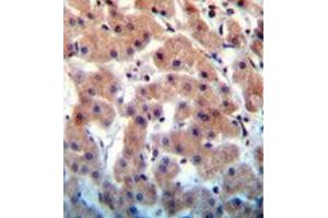 Immunohistochemistry analysis in formalin fixed and paraffin embedded human liver tissue reacted with INHBB Antibody (C-term) followed by peroxidase conjugation of the secondary antibody and DAB staining. (INHBB 抗体  (C-Term))
