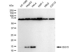 Western blotting analysis using ISG15 antibody (ABIN7799128). (Recombinant ISG15 抗体)