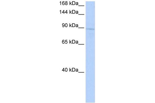KIF20A 抗体  (Middle Region)