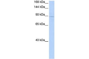 KIF20A antibody - middle region (AV) validated by WB using 721_B Cell Lysate at 1ug/ml. (KIF20A 抗体  (Middle Region))