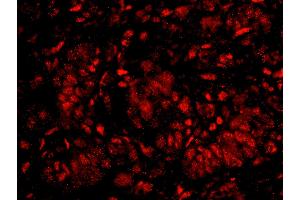 Immunofluorescence (IF) image for anti-Karyopherin (Importin) alpha 4 (KPNA4) (AA 471-521) antibody (ABIN7448983) (KPNA4 抗体  (AA 471-521))