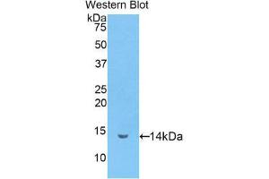 Western Blotting (WB) image for anti-Lactotransferrin (LTF) (AA 337-449) antibody (ABIN1859723) (Lactoferrin 抗体  (AA 337-449))