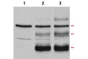 Western blot using Myb polyclonal antibody  in COS-7 cell lysates. (MYB 抗体  (Internal Region))