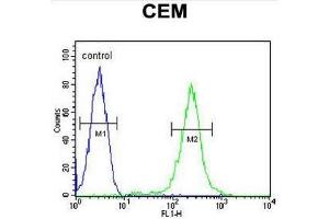 CFP Antibody (Center) flow cytometric analysis of CEM cells (right histogram) compared to a negative control cell (left histogram). (CFP 抗体  (Middle Region))