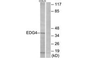 Western blot analysis of extracts from COLO205 cells, using EDG4 Antibody. (EDG4 抗体  (AA 290-339))