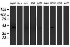 Image no. 7 for anti-Aminoacylase 1 (ACY1) antibody (ABIN1496455)