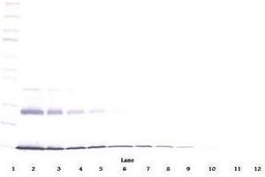 Image no. 2 for anti-Interleukin 9 (IL9) antibody (ABIN465833) (IL-9 抗体)
