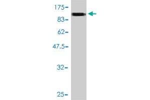 Western Blotting (WB) image for anti-Solute Carrier Family 20 (Phosphate Transporter), Member 1 (SLC20A1) (AA 1-679) antibody (ABIN562901)