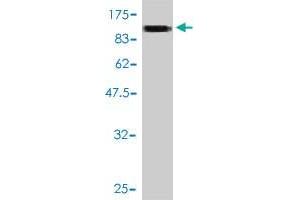 Western Blot detection against Immunogen (100. (SLC20A1 抗体  (AA 1-679))