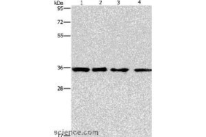 Western blot analysis of 293T, hepG2, hela and A549 cell, using INHBC Polyclonal Antibody at dilution of 1:550 (INHBC 抗体)