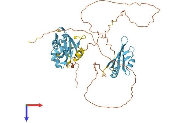 HNRNPH1 Protein (AA 1-449) (His tag)
