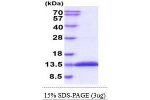 SDS-PAGE (SDS) image for Glutaredoxin 1 (GRX1) (AA 1-107) protein (His tag) (ABIN5855036) (Glutaredoxin 1 Protein (GRX1) (AA 1-107) (His tag))