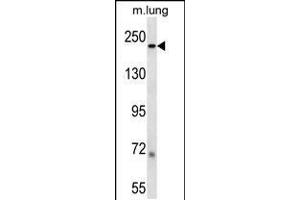 Western blot analysis in mouse lung tissue lysates (35ug/lane). (Laminin beta 1 抗体  (C-Term))