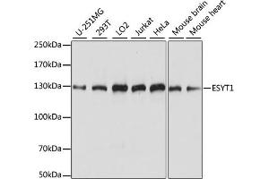 Western blot analysis of extracts of various cell lines, using ESYT1 antibody (ABIN7267069) at 1:1000 dilution. (ESYT1 抗体  (AA 90-220))