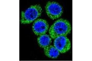 Confocal immunofluorescent analysis of Leptin Antibody (N-term) Cat. (Leptin 抗体  (N-Term))