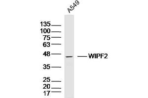 A549 lysates probed with WIPF2 Polyclonal Antibody, Unconjugated  at 1:300 dilution and 4˚C overnight incubation.