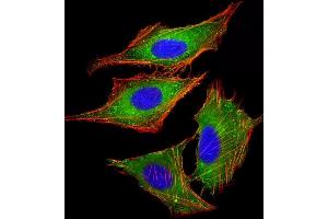 Immunofluorescence (IF) image for anti-Protein Phosphatase 1, Regulatory Subunit 13 Like (PPP1R13L) (AA 134-166) antibody (ABIN6243701)