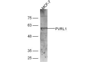 Lane 1: MCF-7 lysates probed with Rabbit Anti-Nectin1/CD111 Polyclonal Antibody, Unconjugated (ABIN1387462) at 1:300 overnight at 4˚C. (PVRL1 抗体  (AA 31-130))