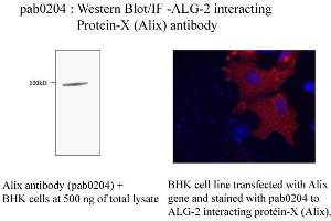 Image no. 1 for anti-Programmed Cell Death 6 Interacting Protein (PDCD6IP) antibody (ABIN347079) (ALIX 抗体)