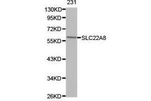 Western Blotting (WB) image for anti-Solute Carrier Family 22 (Organic Anion Transporter), Member 8 (SLC22A8) antibody (ABIN1874817) (SLC22A8 抗体)
