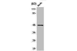 Western Blot analysis of HuvEc cells using Phospho-AP-1/Jun D (S73/100) Polyclonal Antibody
