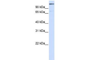 WB Suggested Anti-TNKS1BP1 Antibody Titration: 0. (TNKS1BP1 抗体  (Middle Region))