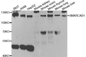 Western blot analysis of extracts of various cell lines, using SMARCAD1 antibody. (SMARCAD1 抗体)