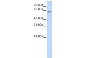 Image no. 1 for anti-Neuronal PAS Domain Protein 1 (NPAS1) (AA 216-265) antibody (ABIN6740308) (NPAS1 抗体  (AA 216-265))