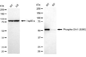 anti-Checkpoint Kinase 1 (CHEK1) (pSer280) antibody
