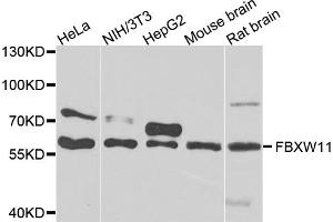 Western blot analysis of extracts of various cell lines, using FBXW11 antibody (ABIN5975739) at 1/1000 dilution. (FBXW11 抗体)